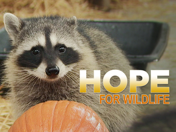 Hope for Wildlife