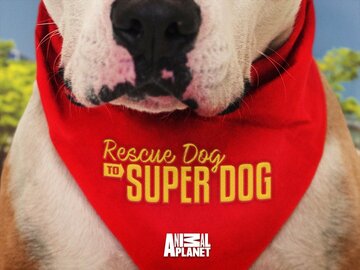 Rescue Dog to Super Dog
