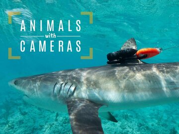 Animals With Cameras, A Nature Miniseries