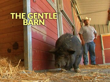 The Gentle Barn