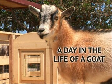 A Day in the Life of a Goat