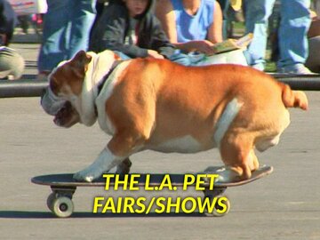 The L.A. Pet Fairs/Shows