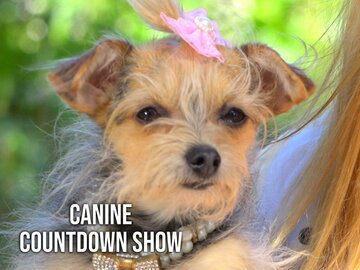 Canine Countdown Show