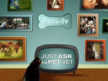 Just Ask the Pet Vet