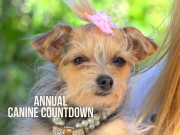 Annual Canine Countdown