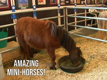 Amazing Mini-Horses!