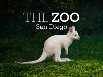 The Zoo: San Diego