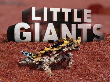 Little Giants Little Giants