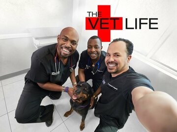 The Vet Life