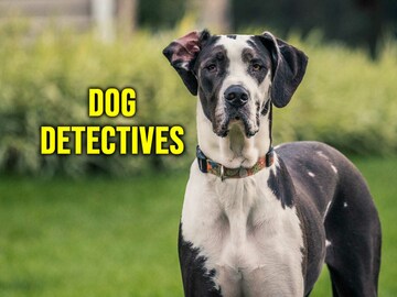 Dog Detectives