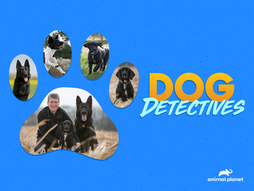 Dog Detectives