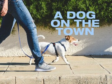 A Dog on the Town