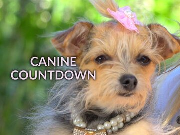 Canine Countdown