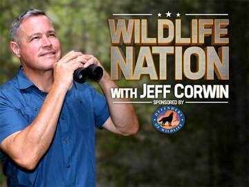Wildlife Nation With Jeff Corwin
