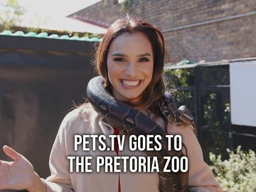 Pets.TV Goes to the Pretoria Zoo