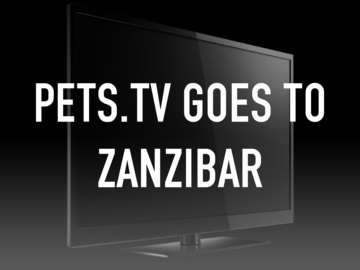 Pets.TV Goes to Zanzibar