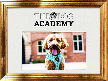 The Dog Academy The Dog Academy
