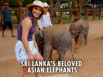 Sri Lanka's Beloved Asian Elephants