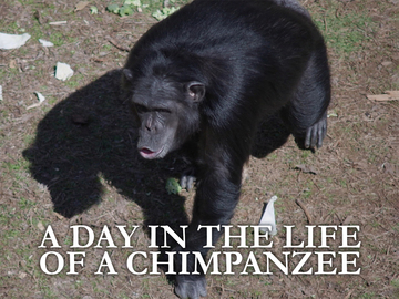 A Day in the Life of a Chimpanzee