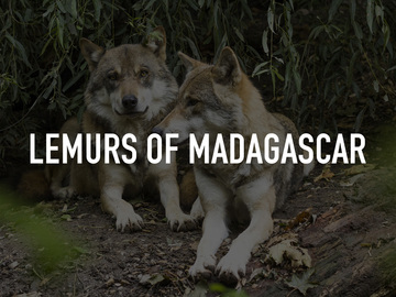 Lemurs of Madagascar