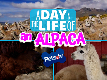 Pets.TV - A Day in the Life of an Alpaca