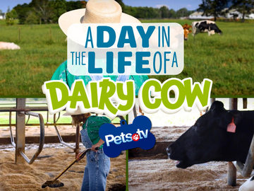 Pets.TV - A Day in the Life of a Dairy Cow