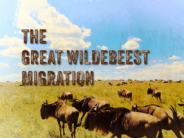 Pets.TV - The Great Wildebeest Migration