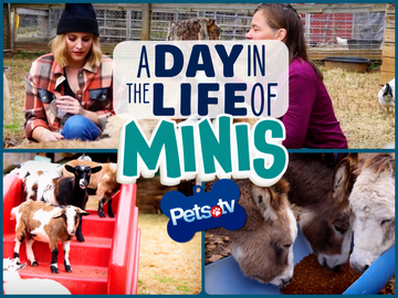 Pets.TV - A Day in the Life of Minis