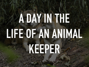 A Day in the Life of an Animal Keeper