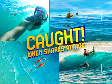 Caught! When Sharks Attack