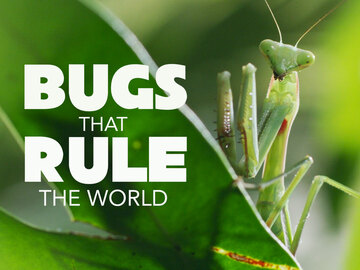 Bugs That Rule the World