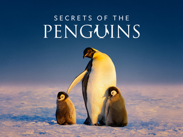 Secrets of the Penguins