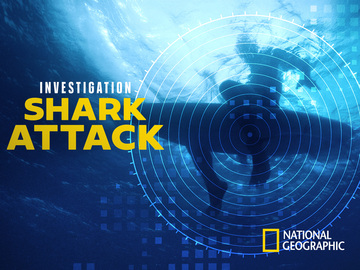 Investigation Shark Attack