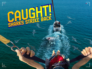 Caught! Sharks Strike Back