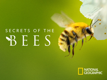 Secrets of the Bees Secrets of the Bees