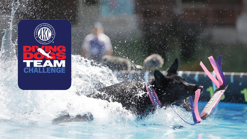 2026 AKC Diving Dogs Team Challenge