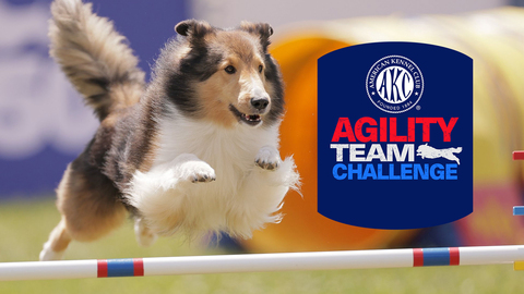 2026 AKC Agility Team Challenge