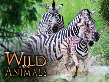 Wild About Animals
