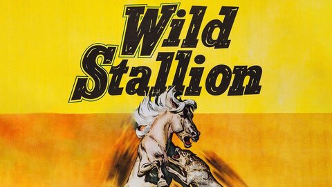 Wild Stallion