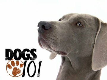 Dogs 101